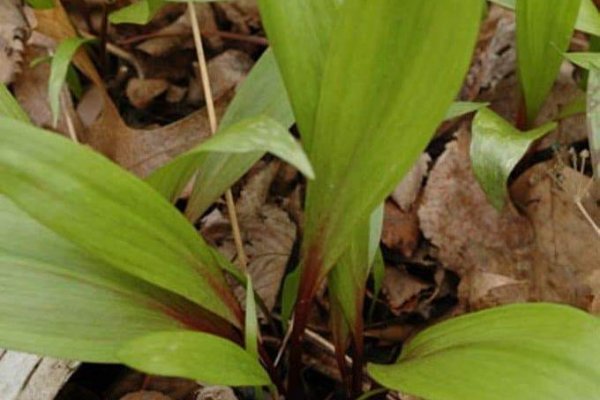 Кракен krab cc