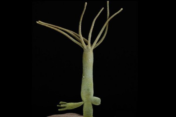 Кракен зеркало